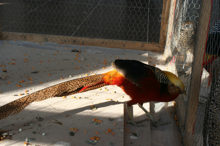 Expo Pas Suceava 2013