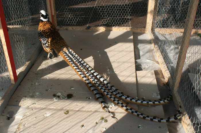 Expo Pas Suceava 2013