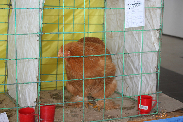 Expo Pas Suceava 2013