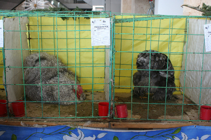 Expo Pas Suceava 2013