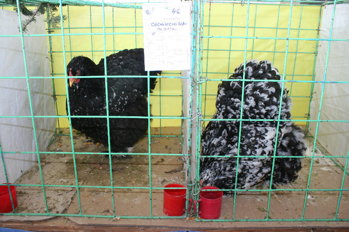 Expo Pas Suceava 2013