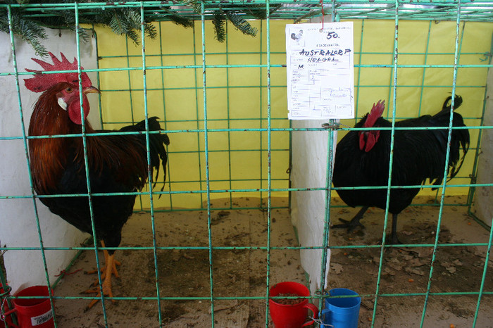 Expo Pas Suceava 2013