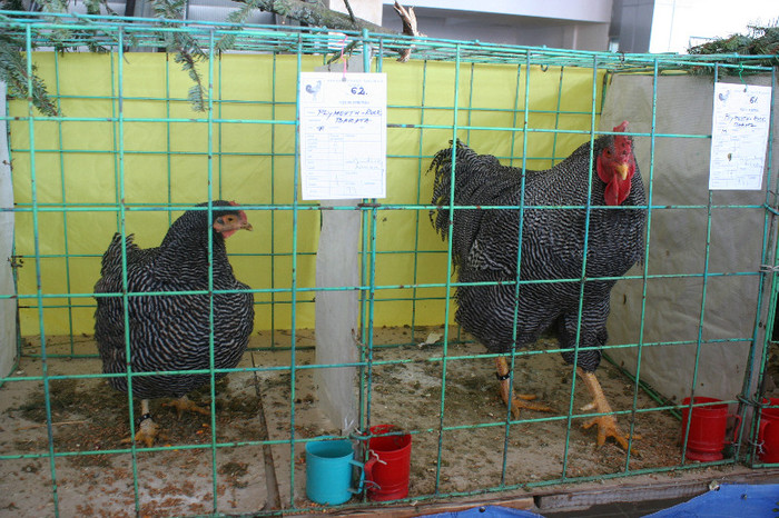 Expo Pas Suceava 2013