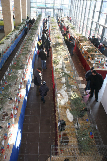 IMG_2733 - EXPO PAS Bucovina - Suceava 2013 ianuarie