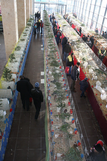 IMG_2734 - EXPO PAS Bucovina - Suceava 2013 ianuarie