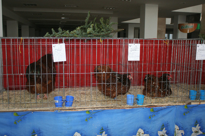 IMG_2755 - EXPO PAS Bucovina - Suceava 2013 ianuarie