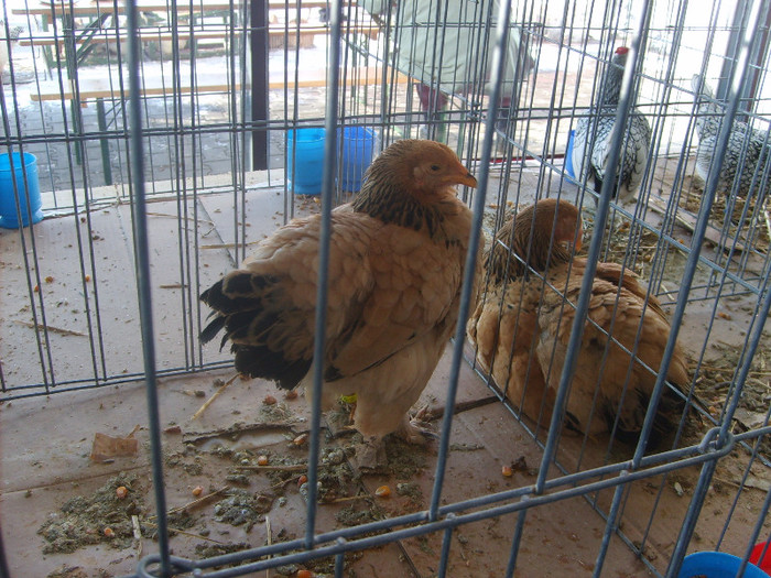 SD531616 - Expozitie 18-20 ian 2013 Suceava