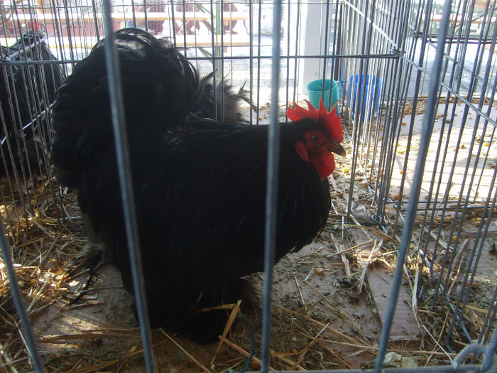 SD531618 - Expozitie 18-20 ian 2013 Suceava