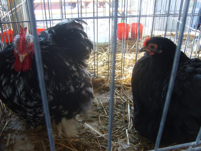 SD531619 - Expozitie 18-20 ian 2013 Suceava