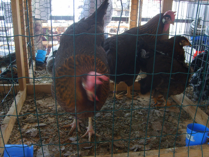 SD531620 - Expozitie 18-20 ian 2013 Suceava