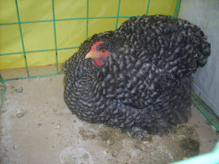 SD531683 - Expozitie 18-20 ian 2013 Suceava