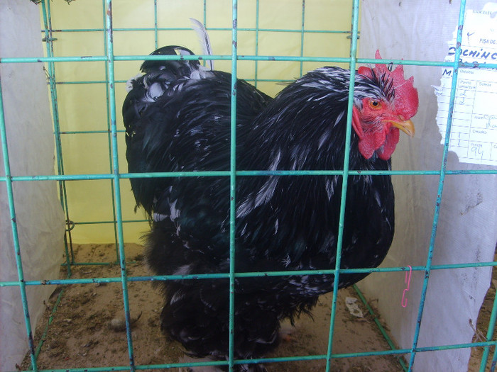 SD531687 - Expozitie 18-20 ian 2013 Suceava