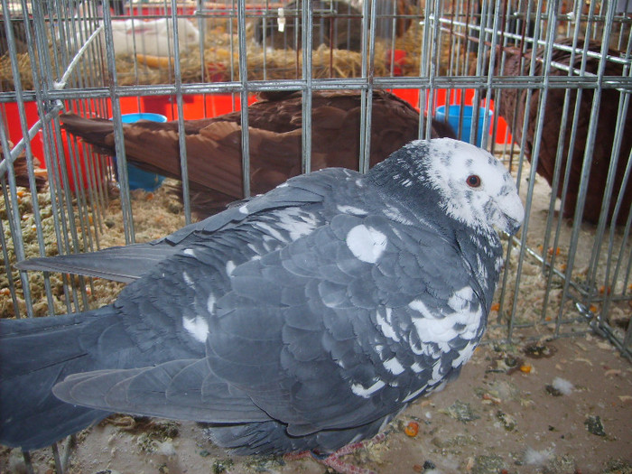 SD531745 - Expozitie 18-20 ian 2013 Suceava