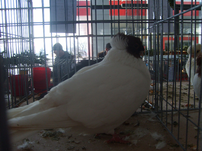 SD531746 - Expozitie 18-20 ian 2013 Suceava