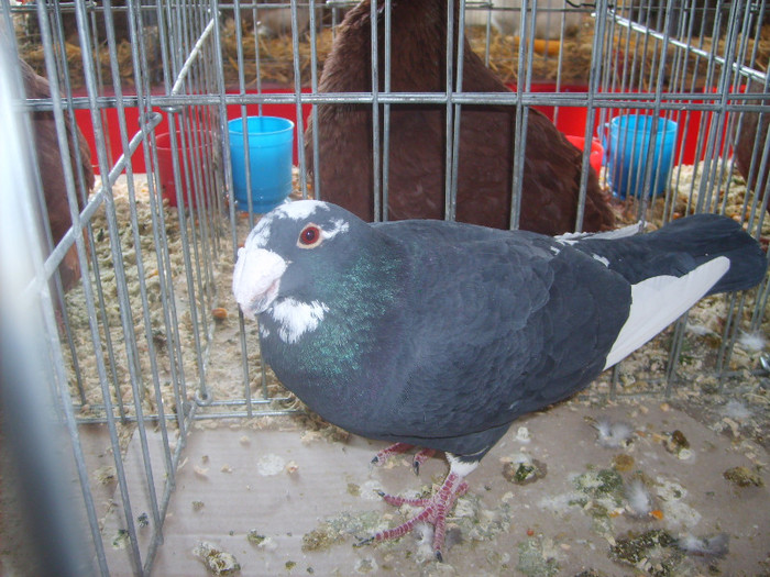 SD531747 - Expozitie 18-20 ian 2013 Suceava
