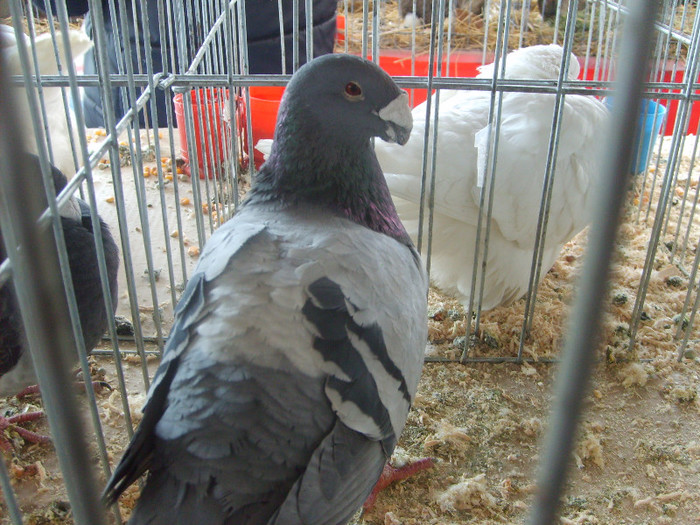 SD531750 - Expozitie 18-20 ian 2013 Suceava