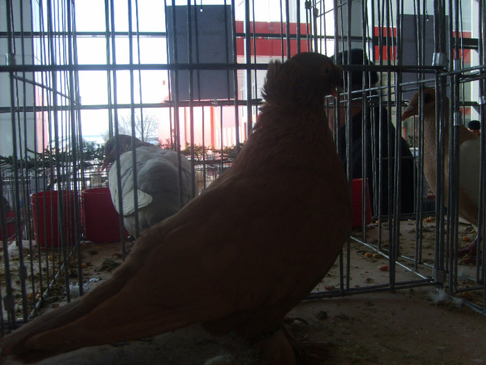 SD531753 - Expozitie 18-20 ian 2013 Suceava