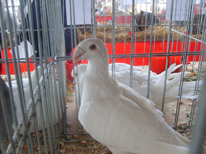 SD531754 - Expozitie 18-20 ian 2013 Suceava