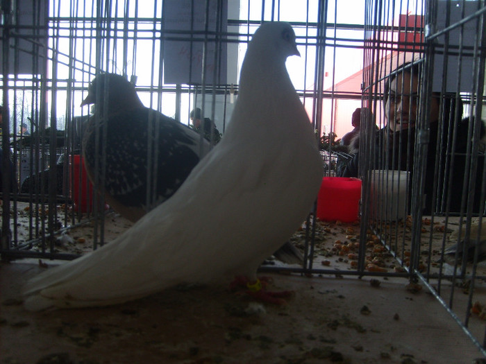 SD531755 - Expozitie 18-20 ian 2013 Suceava