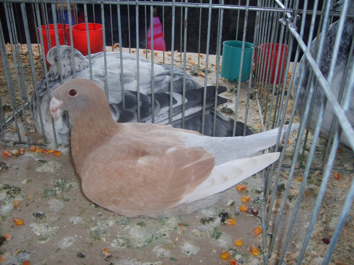 SD531756 - Expozitie 18-20 ian 2013 Suceava
