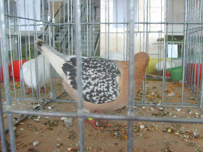 SD531770