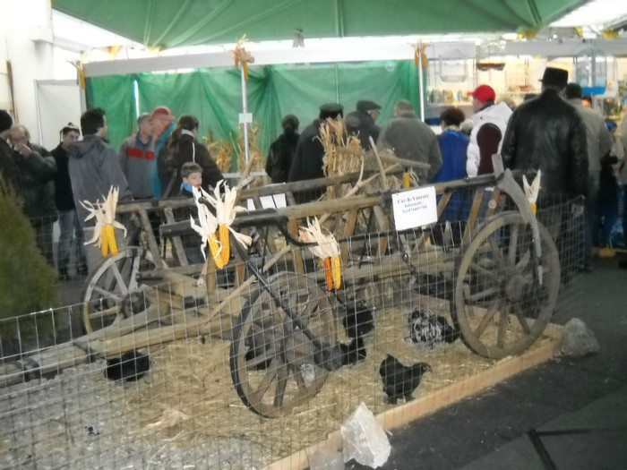 DSCN0548 - EXPO IANUARIE 2013 CLUJ-NAPOCA