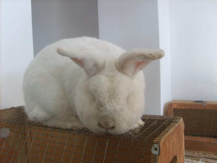 SD531811 - Expozitie 18-20 ian 2013 Suceava