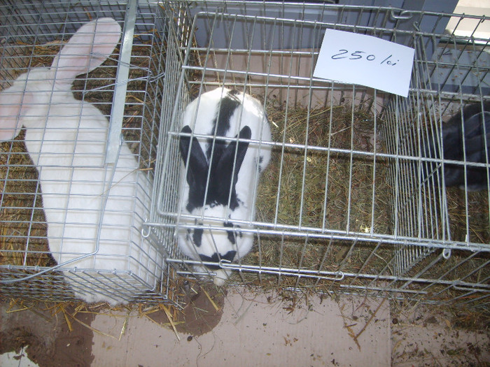 SD531821 - Expozitie 18-20 ian 2013 Suceava