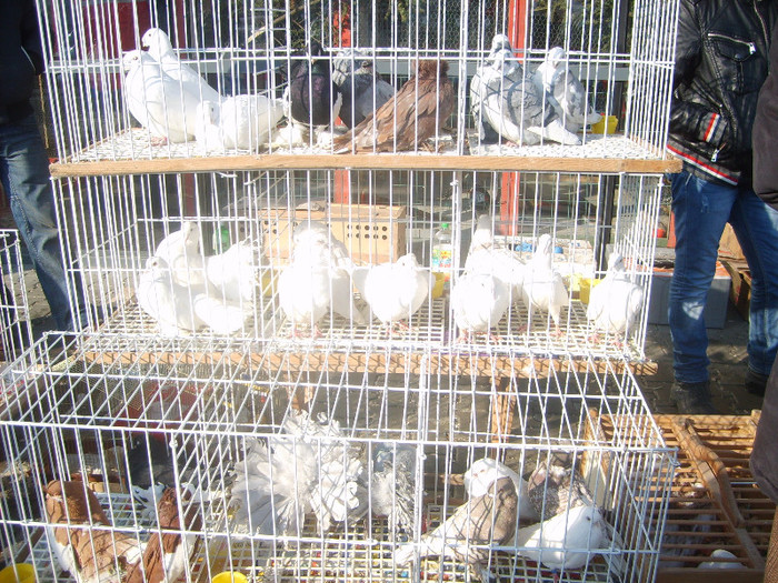 SD531834 - Expozitie 18-20 ian 2013 Suceava