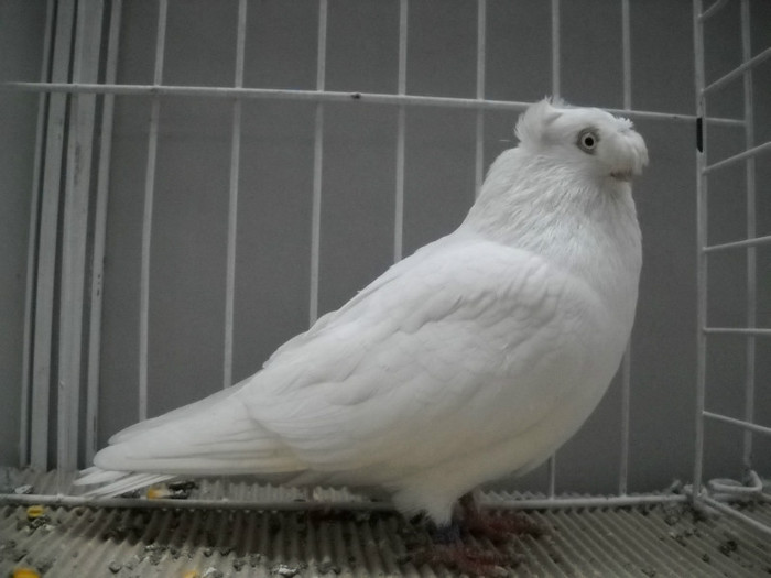 DSCN0551 - EXPO IANUARIE 2013 CLUJ-NAPOCA