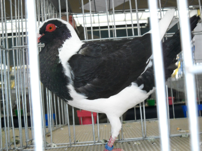 DSCN0565 - EXPO IANUARIE 2013 CLUJ-NAPOCA