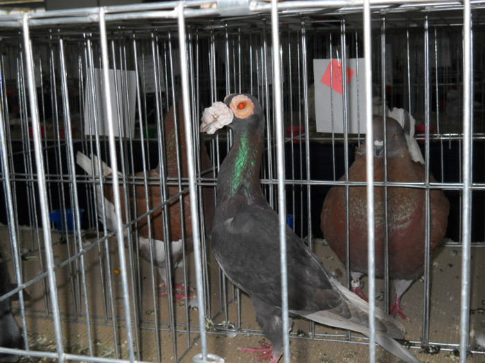 DSCN0571 - EXPO IANUARIE 2013 CLUJ-NAPOCA