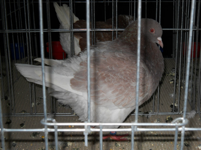 DSCN0577 - EXPO IANUARIE 2013 CLUJ-NAPOCA