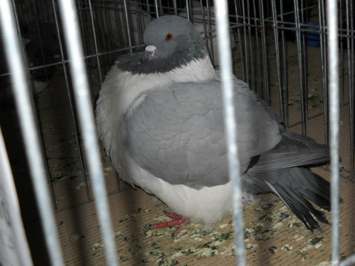 DSCN0579 - EXPO IANUARIE 2013 CLUJ-NAPOCA