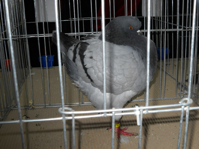 DSCN0581 - EXPO IANUARIE 2013 CLUJ-NAPOCA