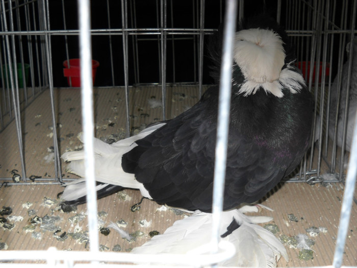 DSCN0584 - EXPO IANUARIE 2013 CLUJ-NAPOCA