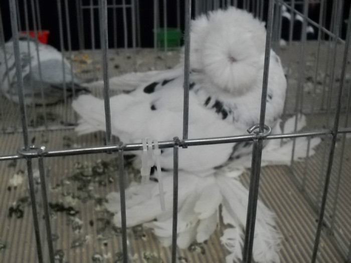 DSCN0585 - EXPO IANUARIE 2013 CLUJ-NAPOCA