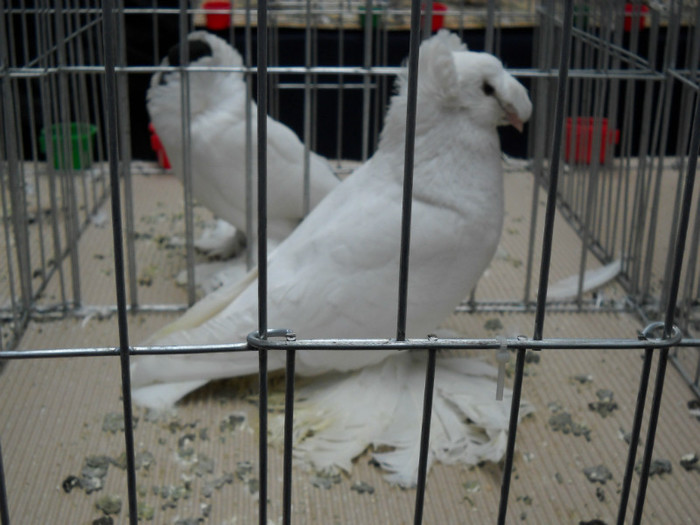 DSCN0586 - EXPO IANUARIE 2013 CLUJ-NAPOCA