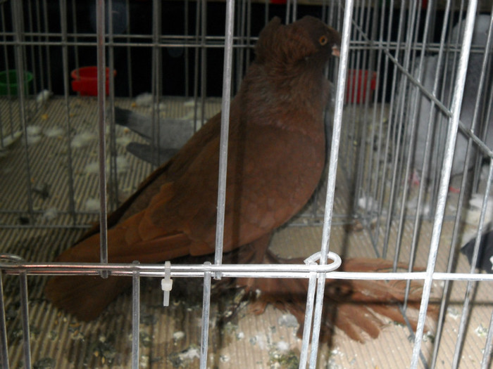 DSCN0587 - EXPO IANUARIE 2013 CLUJ-NAPOCA