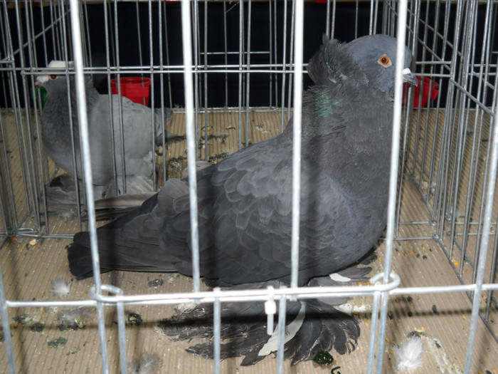 DSCN0588 - EXPO IANUARIE 2013 CLUJ-NAPOCA