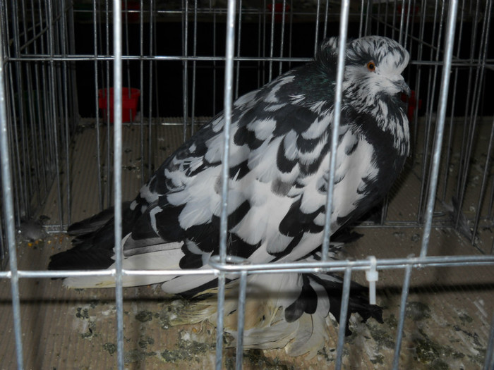 DSCN0590 - EXPO IANUARIE 2013 CLUJ-NAPOCA