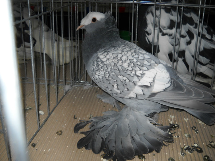 DSCN0591 - EXPO IANUARIE 2013 CLUJ-NAPOCA