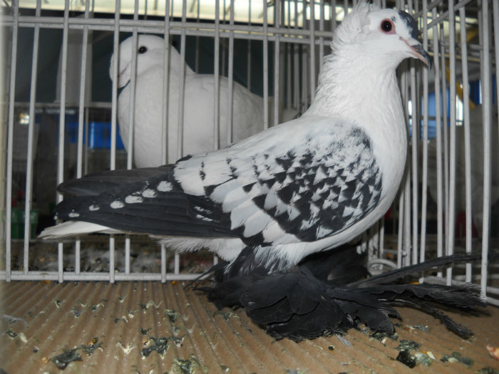 DSCN0624 - EXPO IANUARIE 2013 CLUJ-NAPOCA