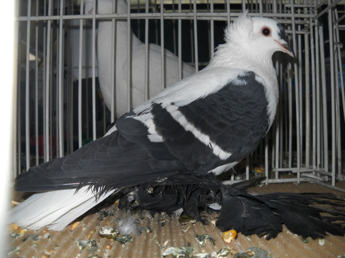 DSCN0625 - EXPO IANUARIE 2013 CLUJ-NAPOCA