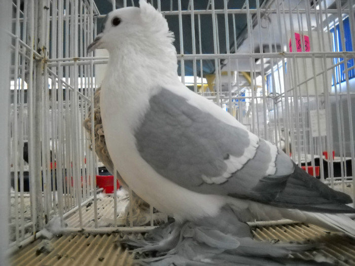 DSCN0626 - EXPO IANUARIE 2013 CLUJ-NAPOCA