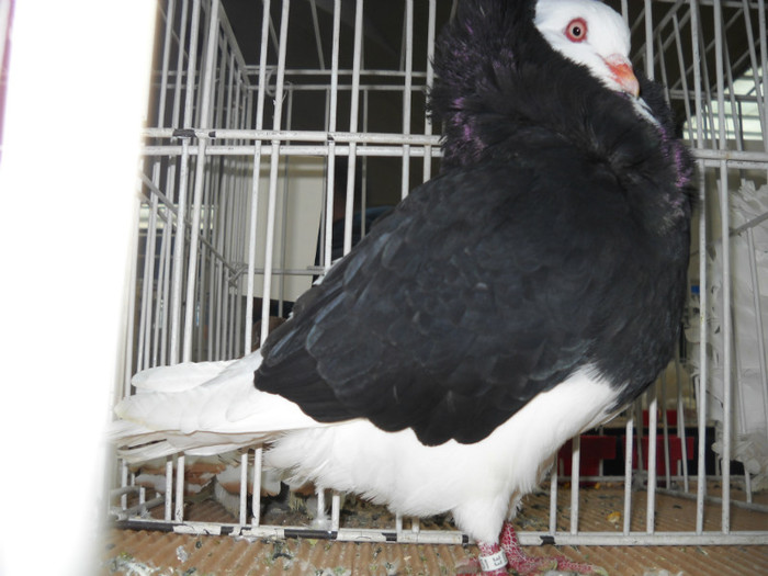 DSCN0653 - EXPO IANUARIE 2013 CLUJ-NAPOCA