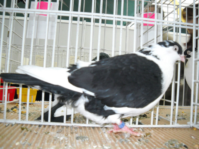 DSCN0678 - EXPO IANUARIE 2013 CLUJ-NAPOCA