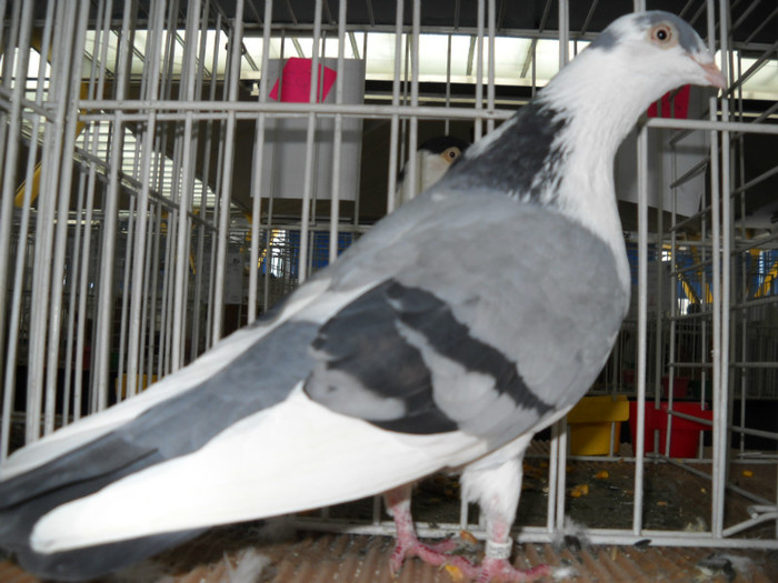 DSCN0679 - EXPO IANUARIE 2013 CLUJ-NAPOCA