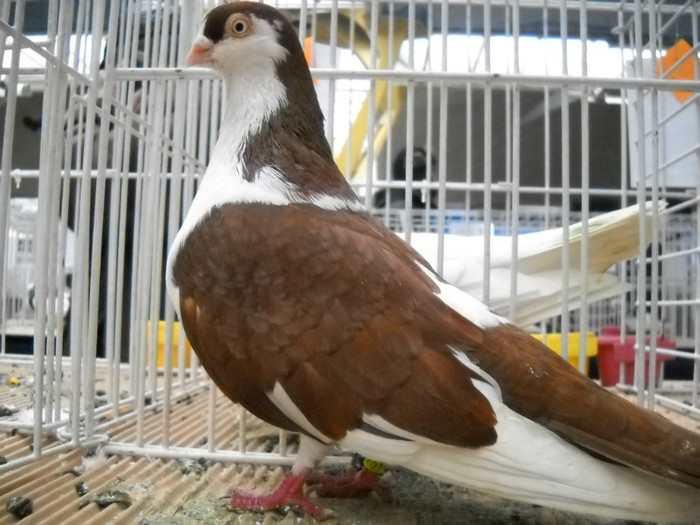 DSCN0680 - EXPO IANUARIE 2013 CLUJ-NAPOCA