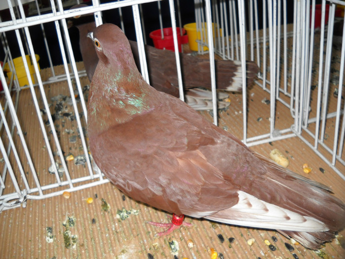 DSCN0686 - EXPO IANUARIE 2013 CLUJ-NAPOCA